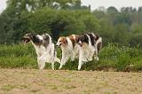 BARZOI 154
